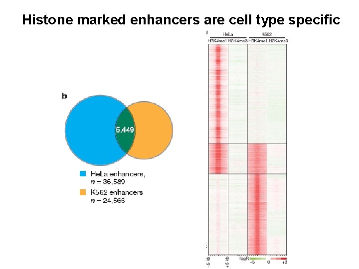 Histone marked enhancers are cell type specific 