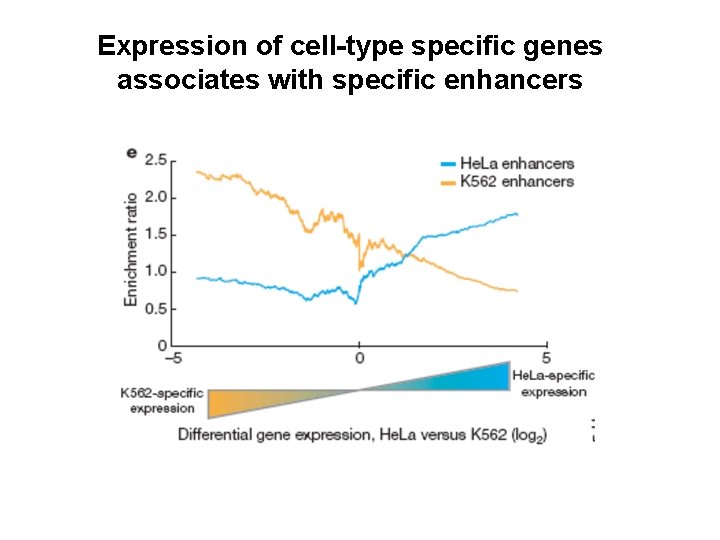 Expression of cell-type specific genes associates with specific enhancers 