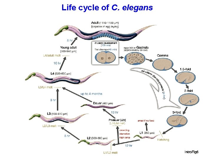 Life cycle of C. elegans 