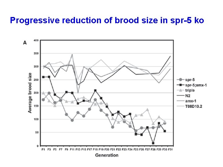 Progressive reduction of brood size in spr-5 ko 