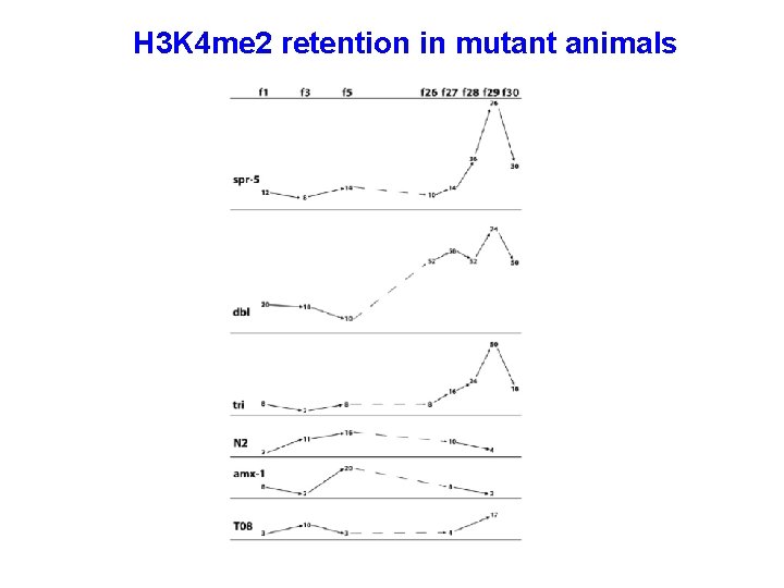 H 3 K 4 me 2 retention in mutant animals 