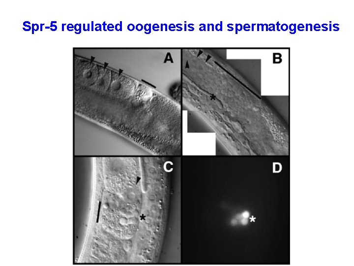Spr-5 regulated oogenesis and spermatogenesis 