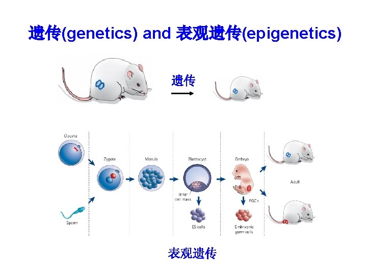 遗传(genetics) and 表观遗传(epigenetics) 遗传 表观遗传 