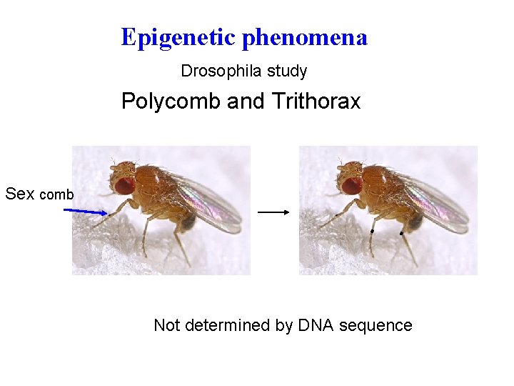 Epigenetic phenomena Drosophila study Polycomb and Trithorax Sex comb Not determined by DNA sequence