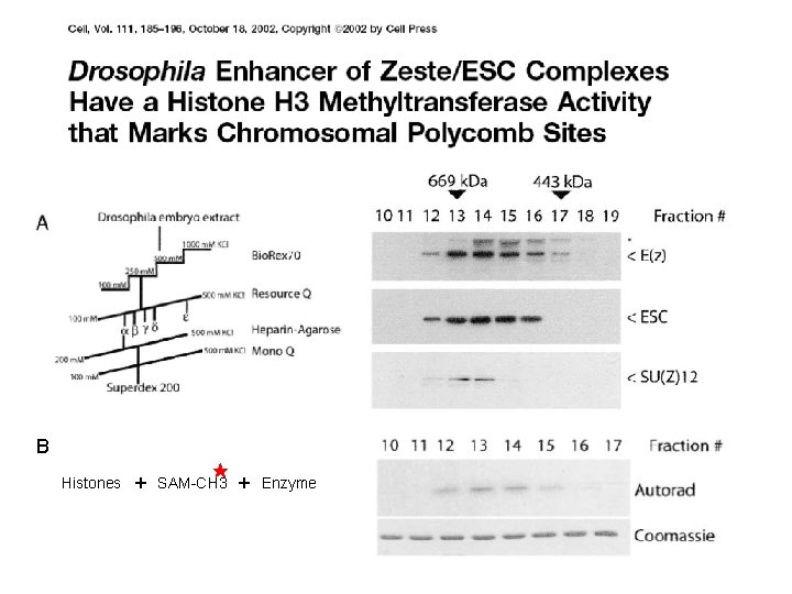 B Histones + SAM-CH 3 + Enzyme 