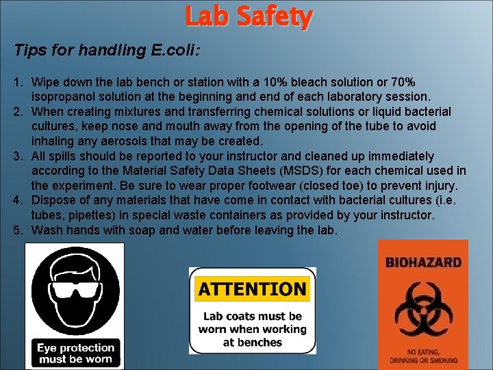 Lab Safety Tips for handling E. coli: 1. Wipe down the lab bench or