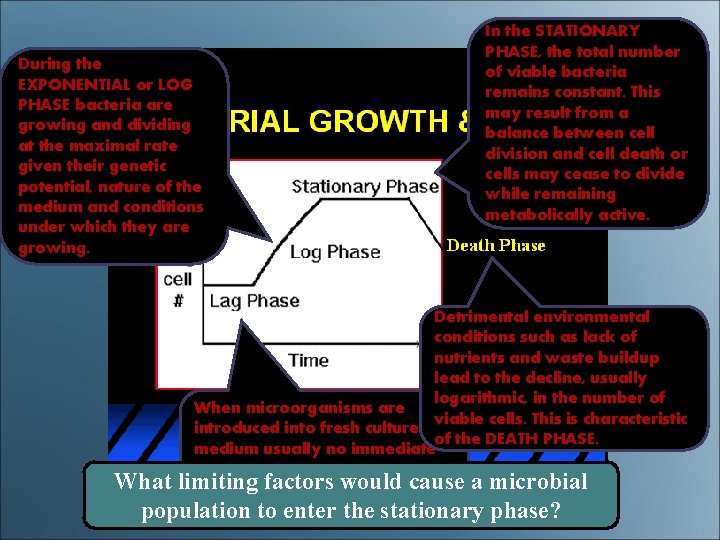 During the EXPONENTIAL or LOG PHASE bacteria are growing and dividing at the maximal