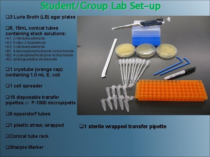  Student/Group Lab Set-up q 3 Luria Broth (LB) agar plates q 6, 15