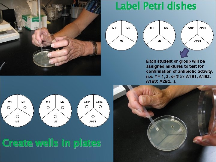 Label Petri dishes M 1 M 2 M 3 M 4 M 5 A#B