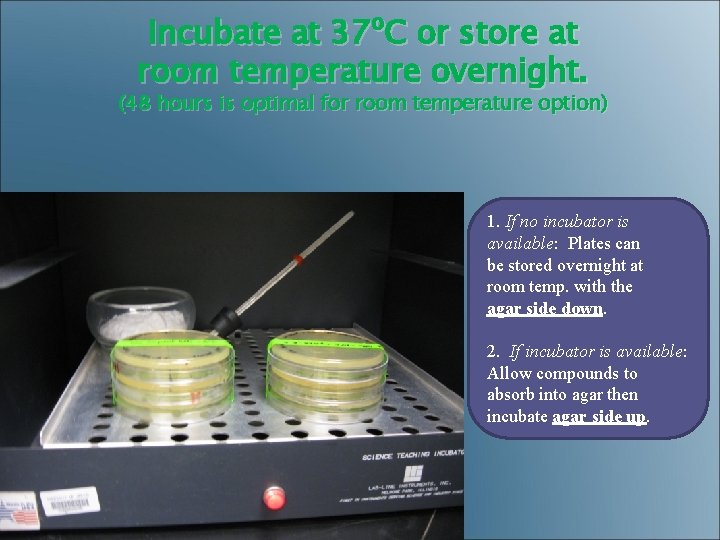 Incubate at 37ºC or store at room temperature overnight. (48 hours is optimal for