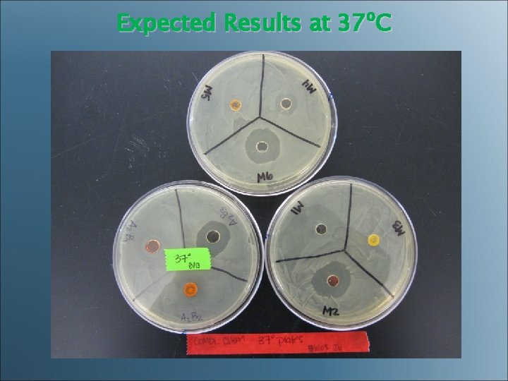 Expected Results at 37ºC 