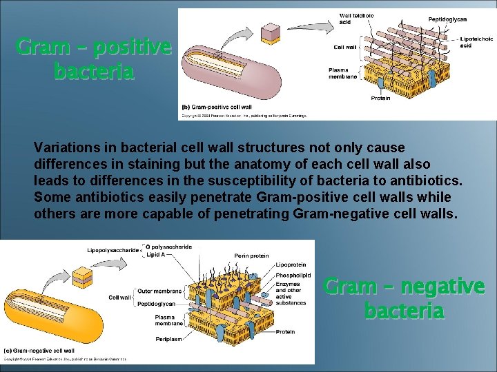 Gram – positive bacteria Variations in bacterial cell wall structures not only cause differences