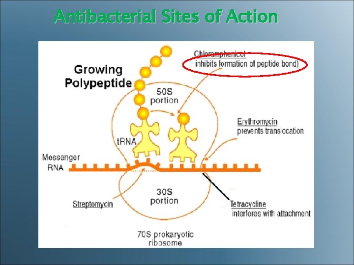 Antibacterial Sites of Action 