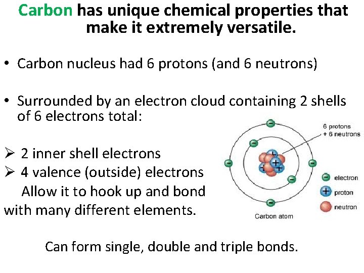  Carbon has unique chemical properties that make it extremely versatile. • Carbon nucleus