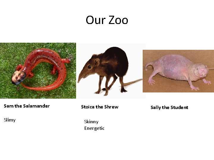 Our Zoo Sam the Salamander Slimy Stoica the Shrew Skinny Energetic Sally the Student