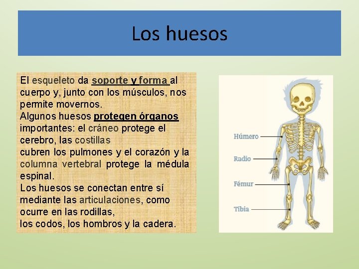 Los huesos El esqueleto da soporte y forma al cuerpo y, junto con los