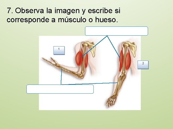 7. Observa la imagen y escribe si corresponde a músculo o hueso. 1 2