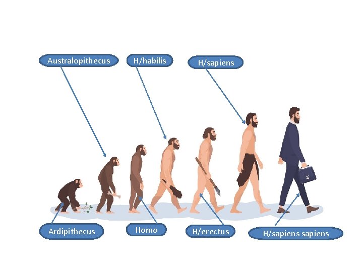 Australopithecus H/habilis Ardipithecus Homo H/sapiens H/erectus H/sapiens 