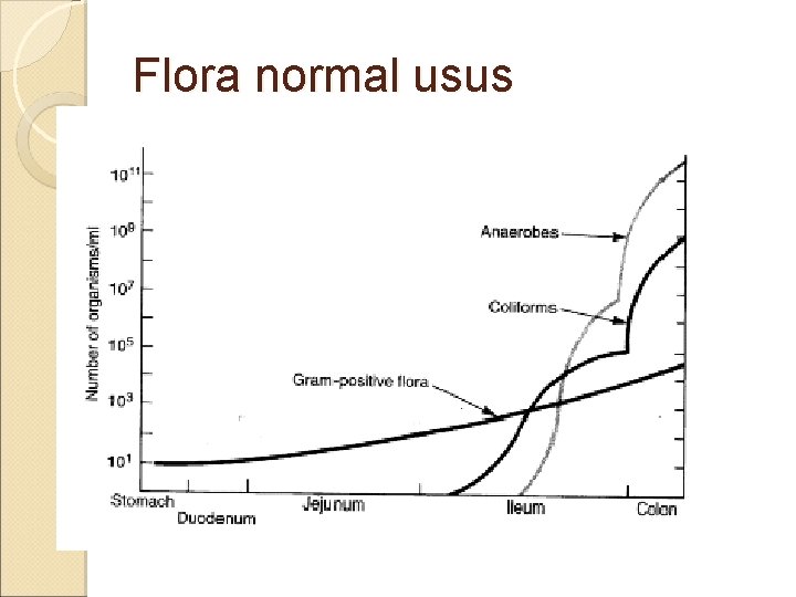 Flora normal usus 