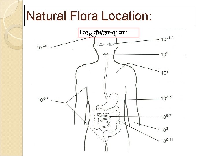 Natural Flora Location: Log 10 cfu/gm or cm 2 