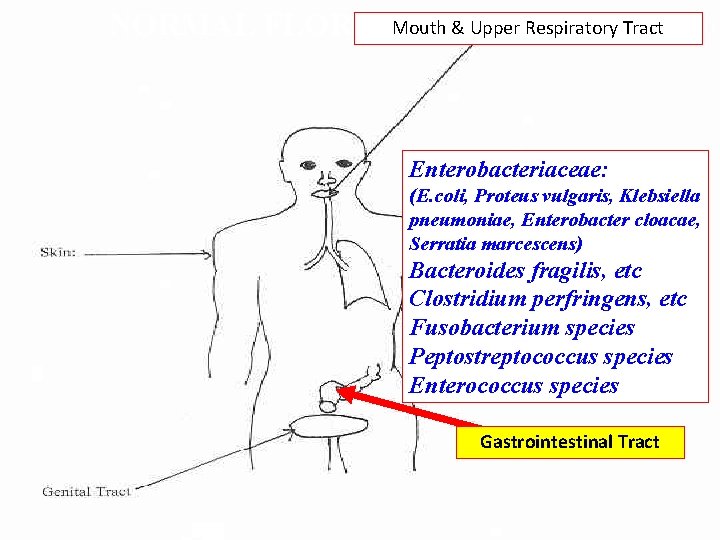 NORMAL FLORA: Mouth & Upper Respiratory Tract Enterobacteriaceae: (E. coli, Proteus vulgaris, Klebsiella pneumoniae,