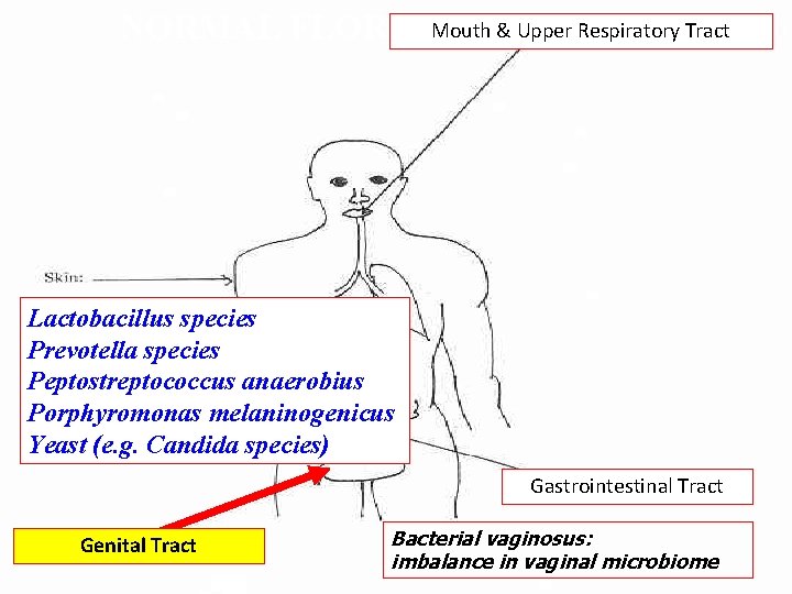 NORMAL FLORA: Mouth & Upper Respiratory Tract Lactobacillus species Prevotella species Peptostreptococcus anaerobius Porphyromonas