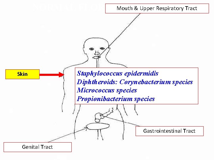 NORMAL FLORA: Mouth & Upper Respiratory Tract Skin Staphylococcus epidermidis Diphtheroids: Corynebacterium species Micrococcus