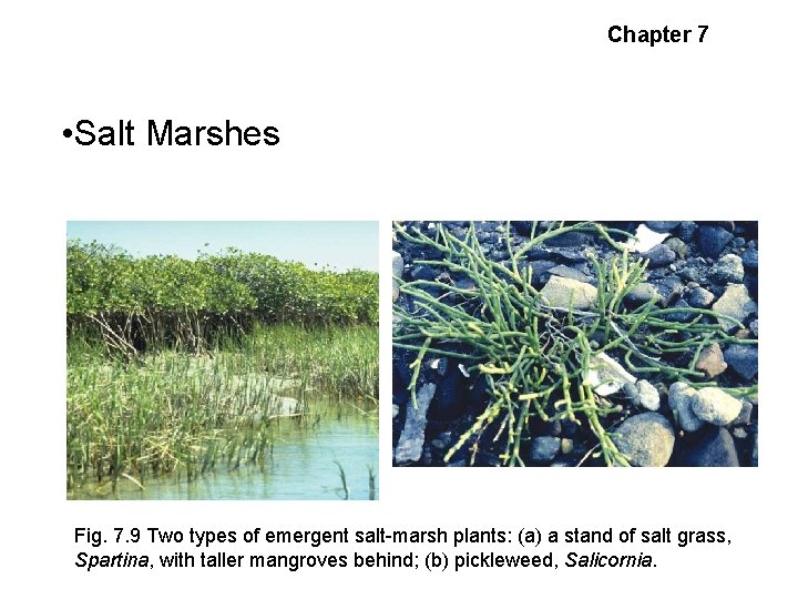 Estuarine Habitats and Chapter 7 Communities • Salt Marshes Fig. 7. 9 Two types