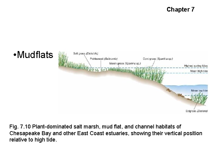 Estuarine Habitats and Communities Chapter 7 • Mudflats Fig. 7. 10 Plant-dominated salt marsh,