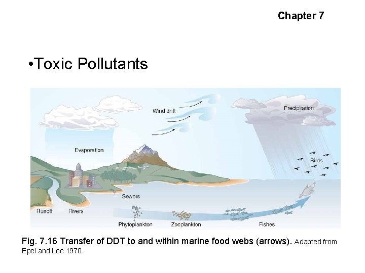 Chapter 7 Environmental Pollutants • Toxic Pollutants Fig. 7. 16 Transfer of DDT to