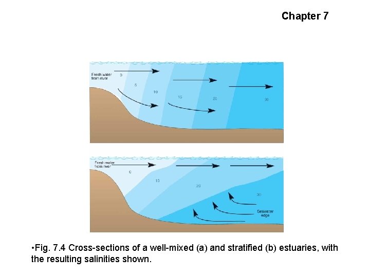 Chapter 7 Estuarine Circulation • Fig. 7. 4 Cross-sections of a well-mixed (a) and