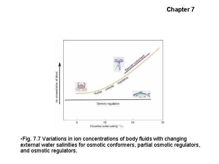 Chapter 7 Salinity Adaptations • Fig. 7. 7 Variations in ion concentrations of body