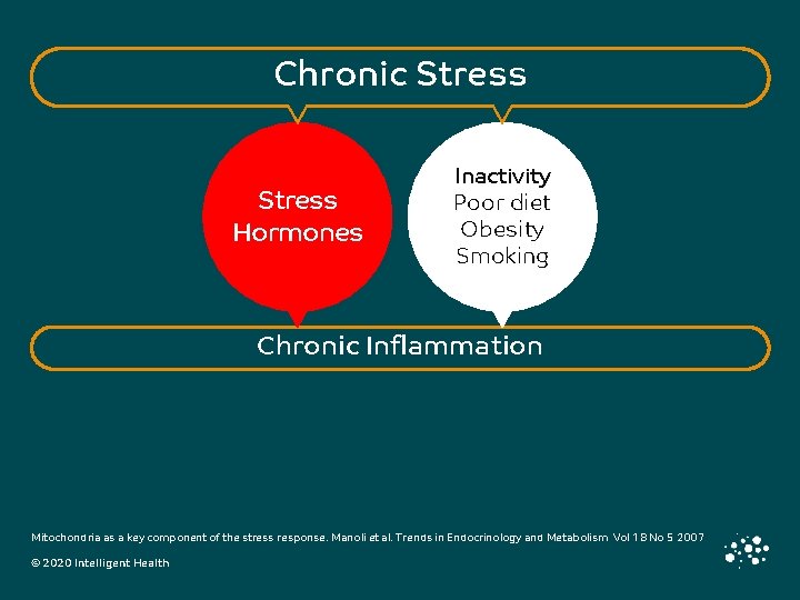 Chronic Stress Hormones Inactivity Poor diet Obesity Smoking Chronic Inflammation Mitochondria as a key