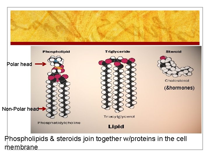Polar head (&hormones) Non-Polar head Phospholipids & steroids join together w/proteins in the cell