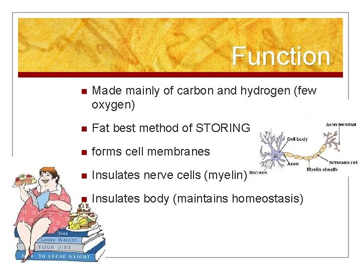 Function n Made mainly of carbon and hydrogen (few oxygen) n Fat best method
