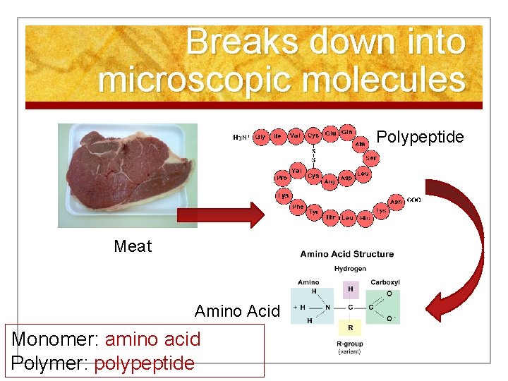 Breaks down into microscopic molecules Polypeptide Meat Amino Acid Monomer: amino acid Polymer: polypeptide