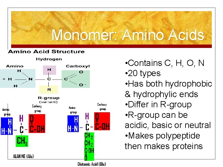 Monomer: Amino Acids • Contains C, H, O, N • 20 types • Has