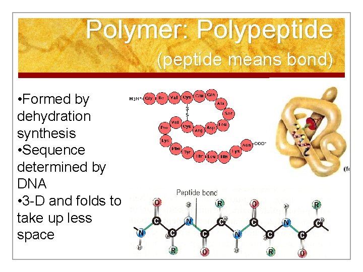 Polymer: Polypeptide (peptide means bond) • Formed by dehydration synthesis • Sequence determined by