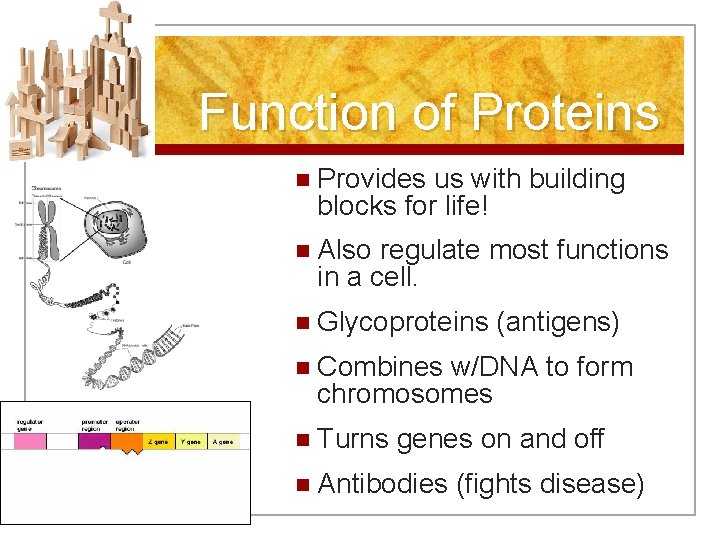 Function of Proteins n Provides us with building blocks for life! n Also regulate