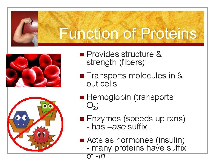 Function of Proteins n Provides structure & strength (fibers) n Transports out cells molecules