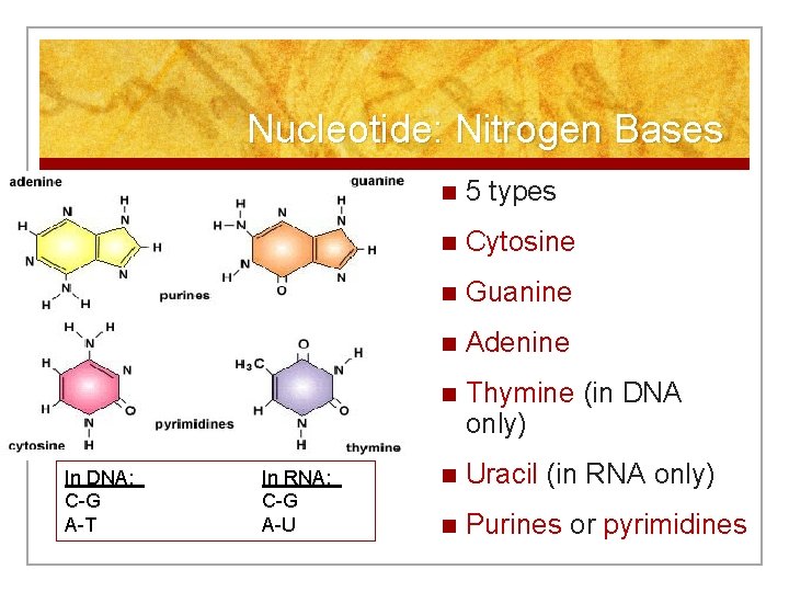 Nucleotide: Nitrogen Bases In DNA: C-G A-T In RNA: C-G A-U n 5 types