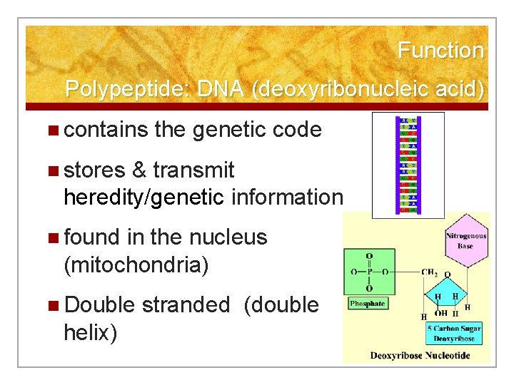 Function Polypeptide: DNA (deoxyribonucleic acid) n contains the genetic code n stores & transmit