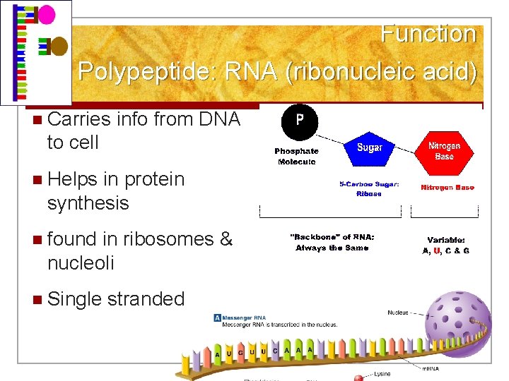 Function Polypeptide: RNA (ribonucleic acid) n Carries info from DNA to cell n Helps