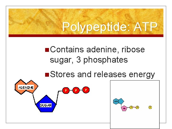 Polypeptide: ATP n Contains adenine, ribose sugar, 3 phosphates n Stores and releases energy