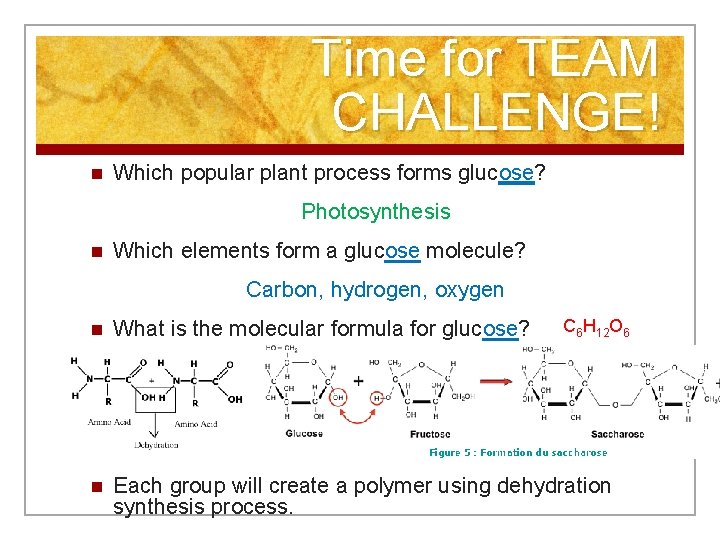 Time for TEAM CHALLENGE! n Which popular plant process forms glucose? Photosynthesis n Which