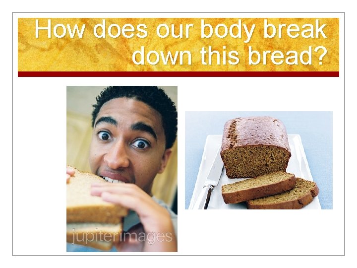 How does our body break down this bread? 
