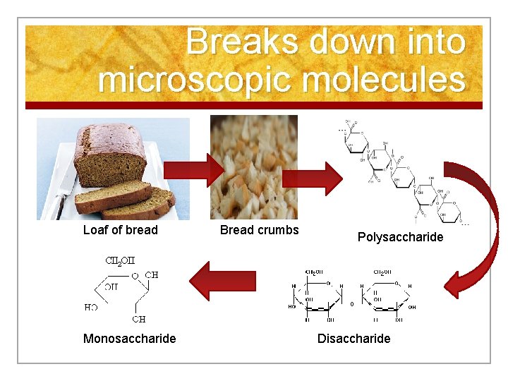 Breaks down into microscopic molecules Loaf of bread Monosaccharide Bread crumbs Polysaccharide Disaccharide 