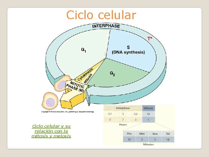 Ciclo celular y su relación con la mitosis y meiosis 