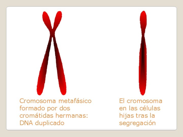 Cromosoma metafásico formado por dos cromátidas hermanas: DNA duplicado El cromosoma en las células
