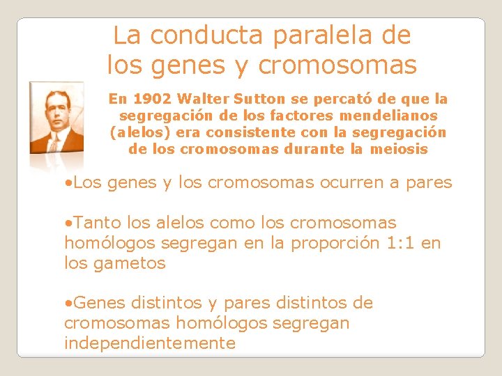 La conducta paralela de los genes y cromosomas En 1902 Walter Sutton se percató